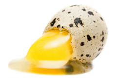 Перепелиные яйца: что за секреты под пятнистой скорлупой?